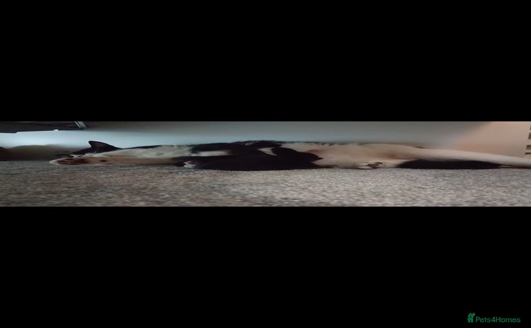 Mixed Breed cats - Advert 16