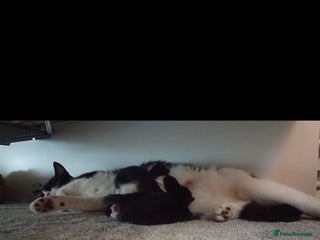 Mixed Breed cats for sale - Advert 1