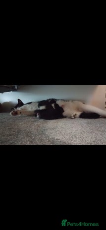 Mixed Breed cats - Advert 4