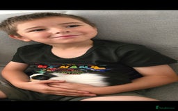 Guinea Pig rodents for sale: 2 x girl gunipgs - Advert 7