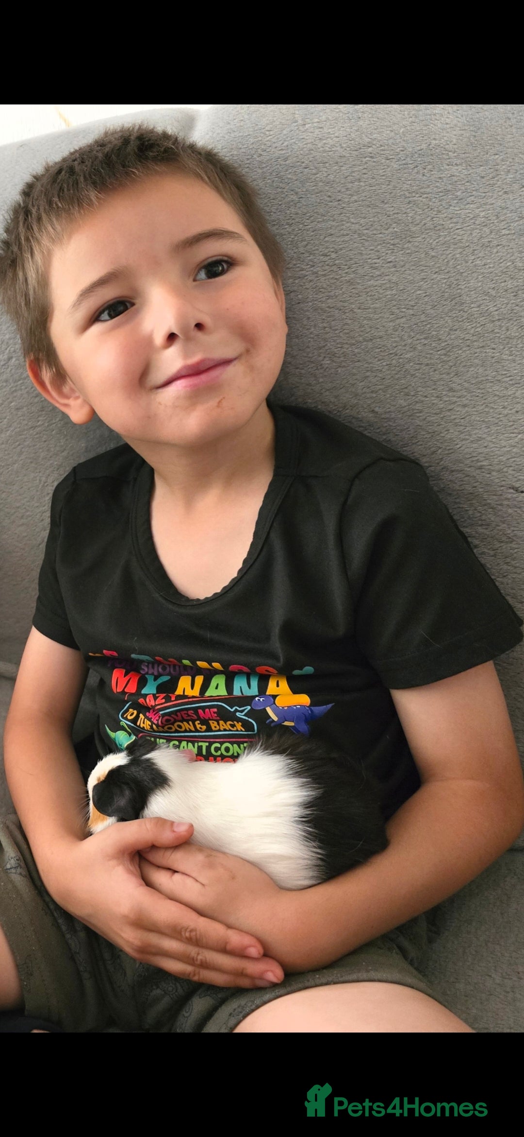 Guinea Pig rodents for sale: 2 x girl gunipgs - Advert 7