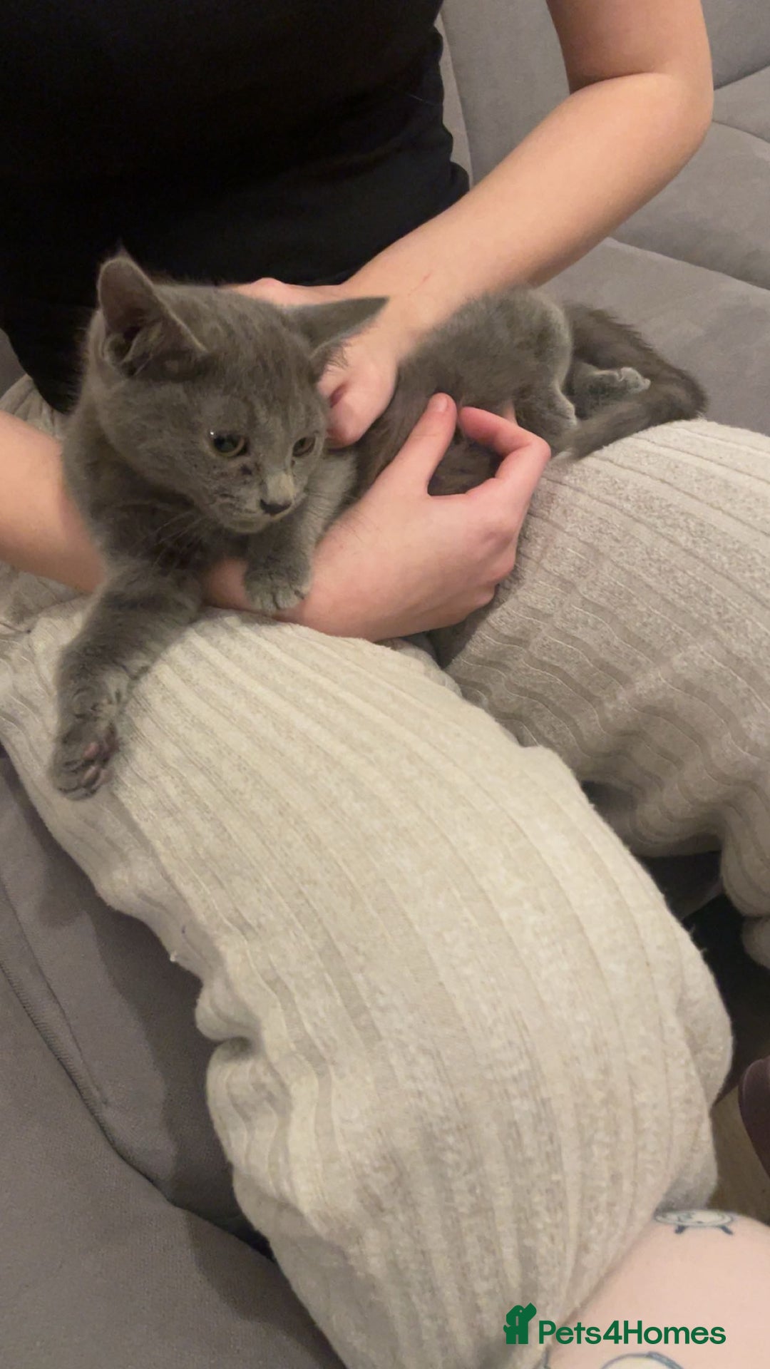 Mixed Breed cats for sale: 3 beautiful babies looking for forever homes - Advert 3