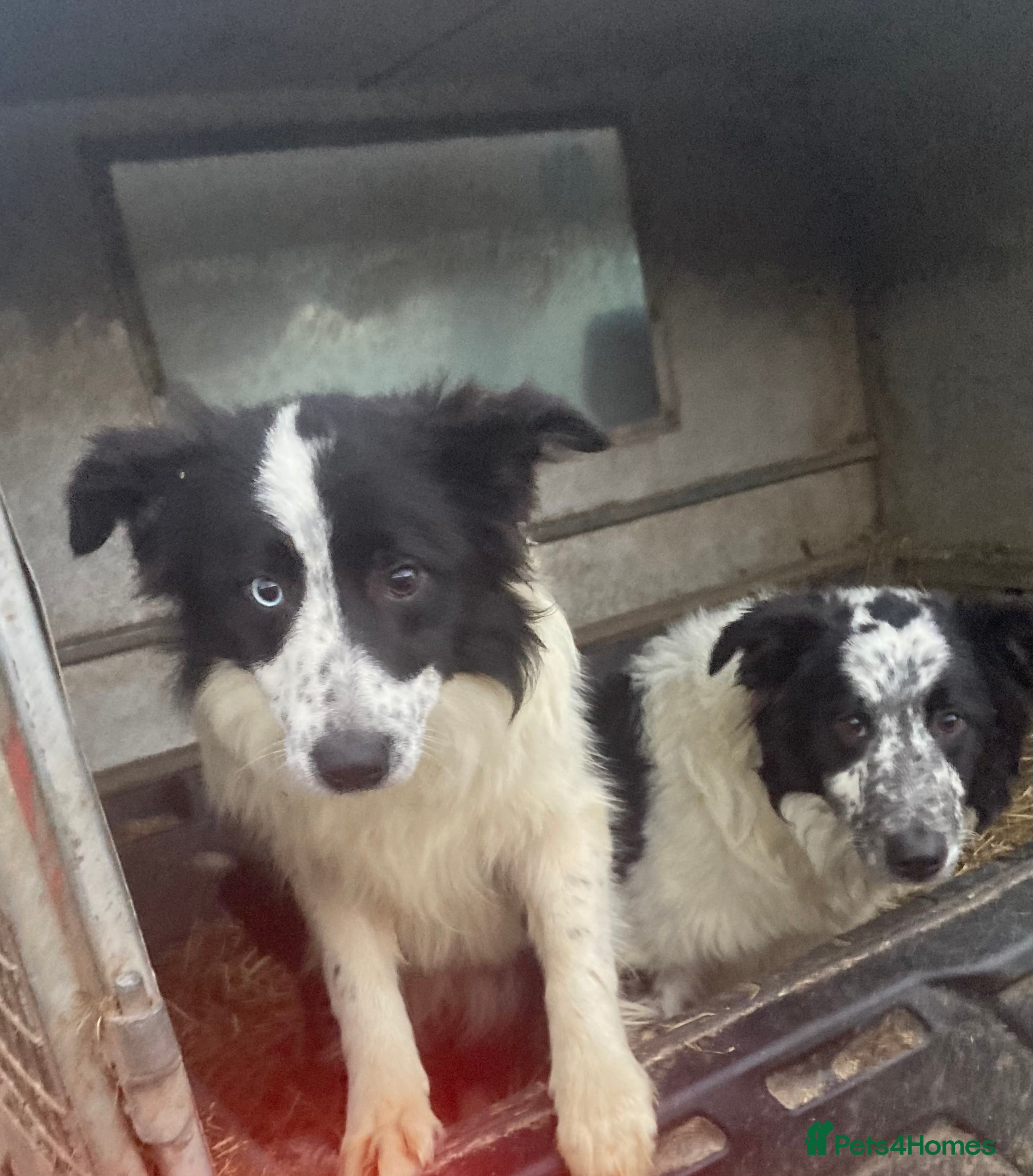 Border Collie dogs Border collie puppies  - Advert 1