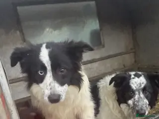 Border Collie dogs Border collie puppies - Advert 4
