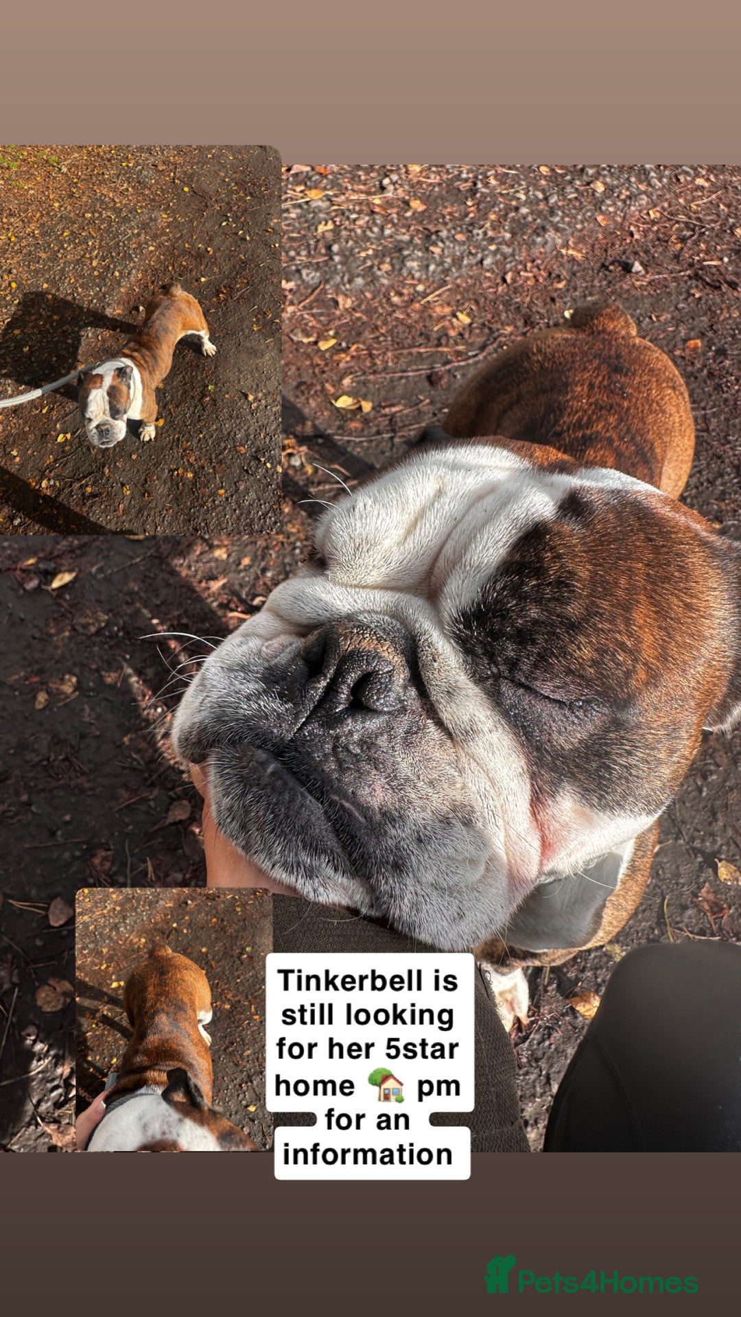 English Bulldog dogs for sale: English bulldog - Image 3