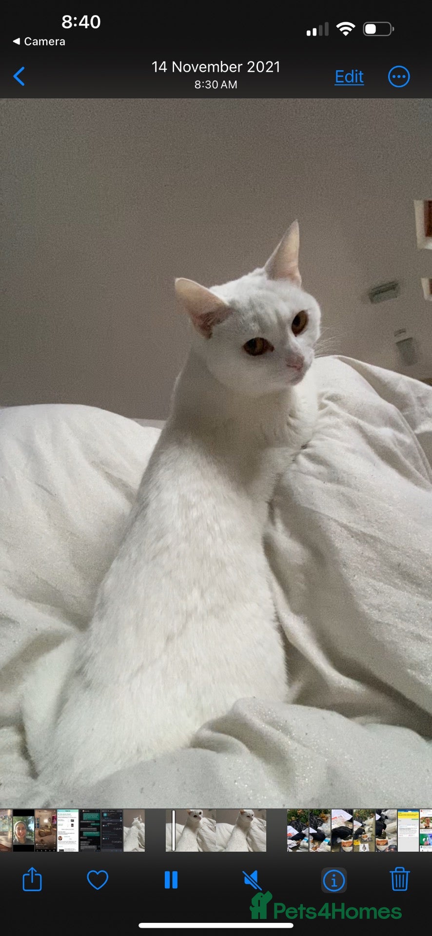 Turkish Van cats Luna  - Advert 2