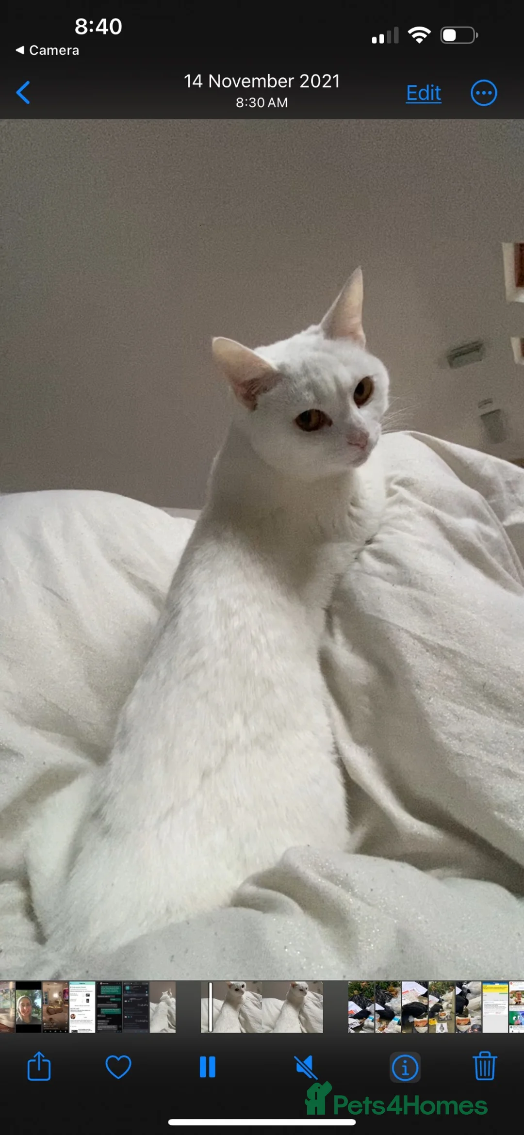 Turkish Van cats for sale: Luna  in London - Advert 1