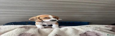 Beagle 1