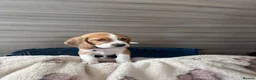 Beagle dogs for sale: Beagle puppy’s  in Doncaster - Advert 11