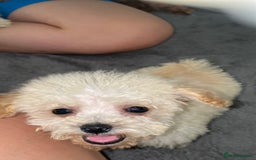 Poochon dogs for sale: Poochon puppy’s  - Image 9