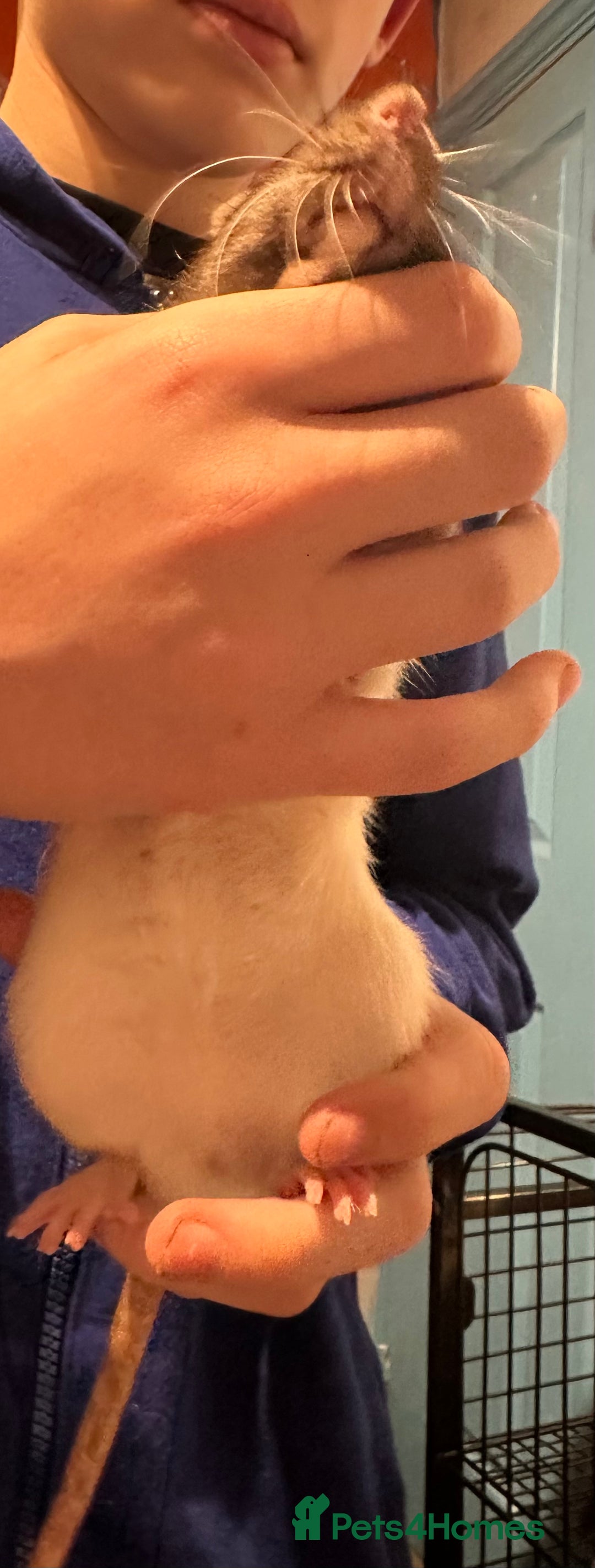 Rat rodents for sale: 2 male rats  - Advert 6