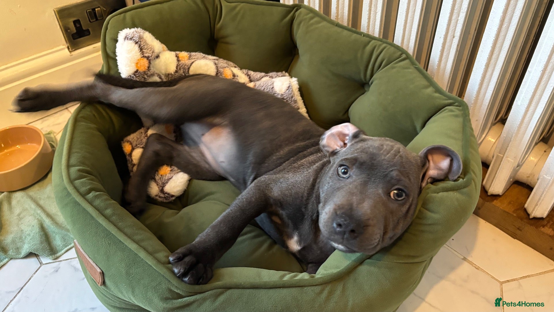 Staffordshire Bull Terrier dogs Looking for a loving forever home for Juna - Advert 3