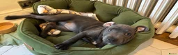 Staffordshire Bull Terrier dogs for sale: Looking for a loving forever home for Juna in London - Advert 1