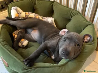 Staffordshire Bull Terrier dogs Looking for a loving forever home for Juna - Advert 3