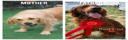 Golden Retriever dogs for sale: Lovely Golden Retriever Puppy's  - Advert 1