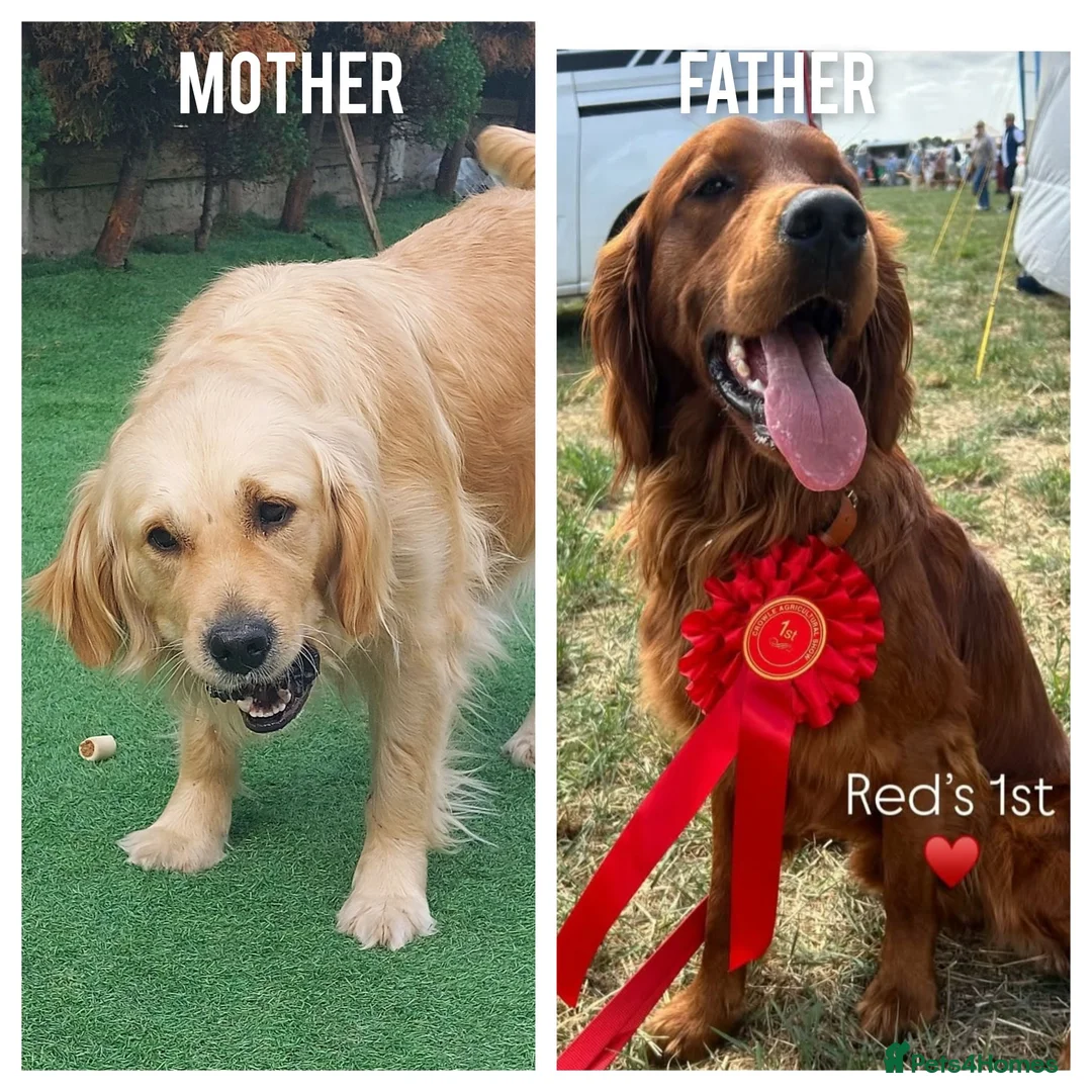 Golden Retriever dogs for sale: Lovely Golden Retriever Puppy's  - Advert 1