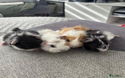 Guinea Pig rodents for sale: Female baby Guinea Pigs - Image 1
