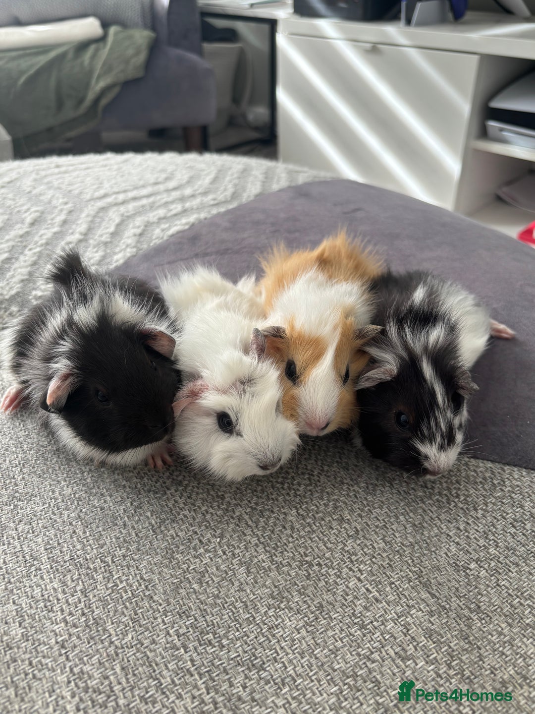 Guinea Pig rodents for sale: Female baby Guinea Pigs - Image 1