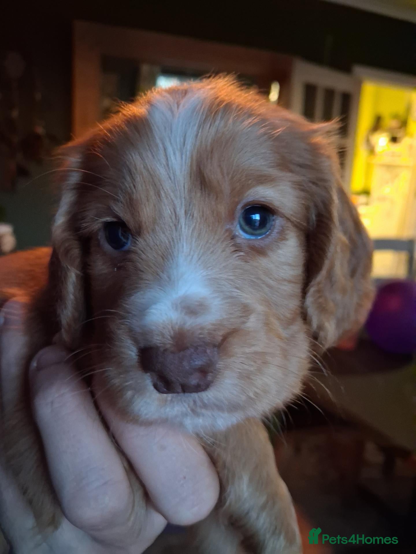Cocker Spaniel dogs for sale: Working Cocker Spaniel Puppies  - Advert 4