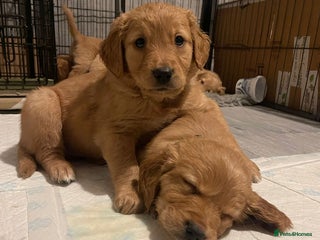 Golden Retriever dogs - Advert 30