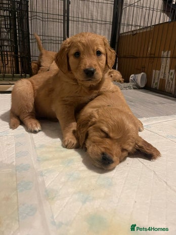 Golden Retriever dogs - Advert 2
