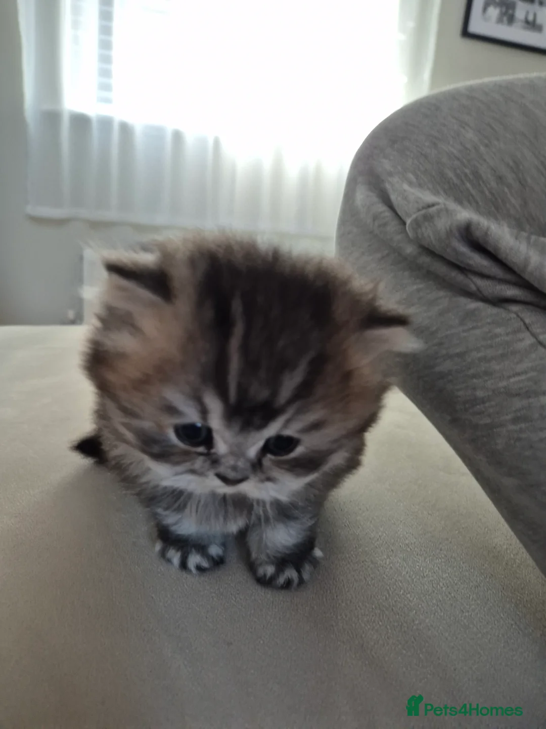 British Shorthair cats for sale: British kittens for sale in Hull - Advert 7
