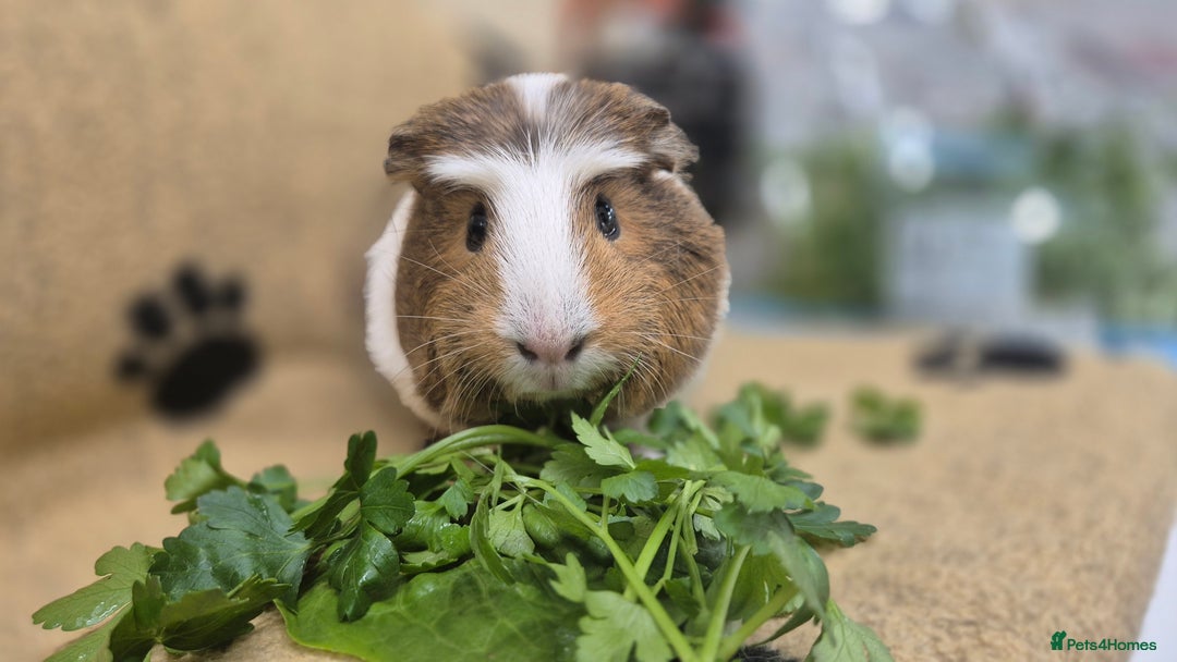 Guinea Pig rodents for sale: 4 female guinea pigs - Image 3