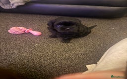 Shihpoo dogs for sale: Beautiful Shihpoo puppies  - Image 8