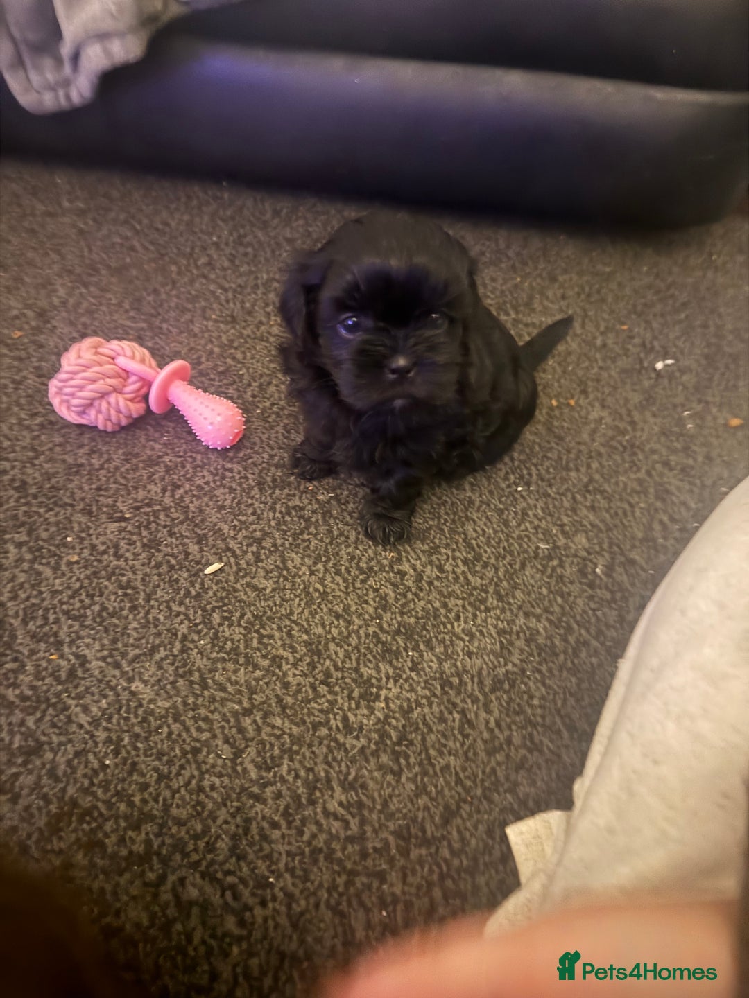 Shihpoo dogs for sale: Beautiful Shihpoo puppies  - Image 8