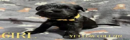 Miniature Schnauzer dogs for sale: Beautiful Miniature Schnauzers  - Advert 4