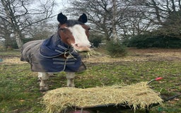 Irish Sports horses for sale: 🔆PROJECT HORSE SELLING FROM FIELD 🔆 - Image 2