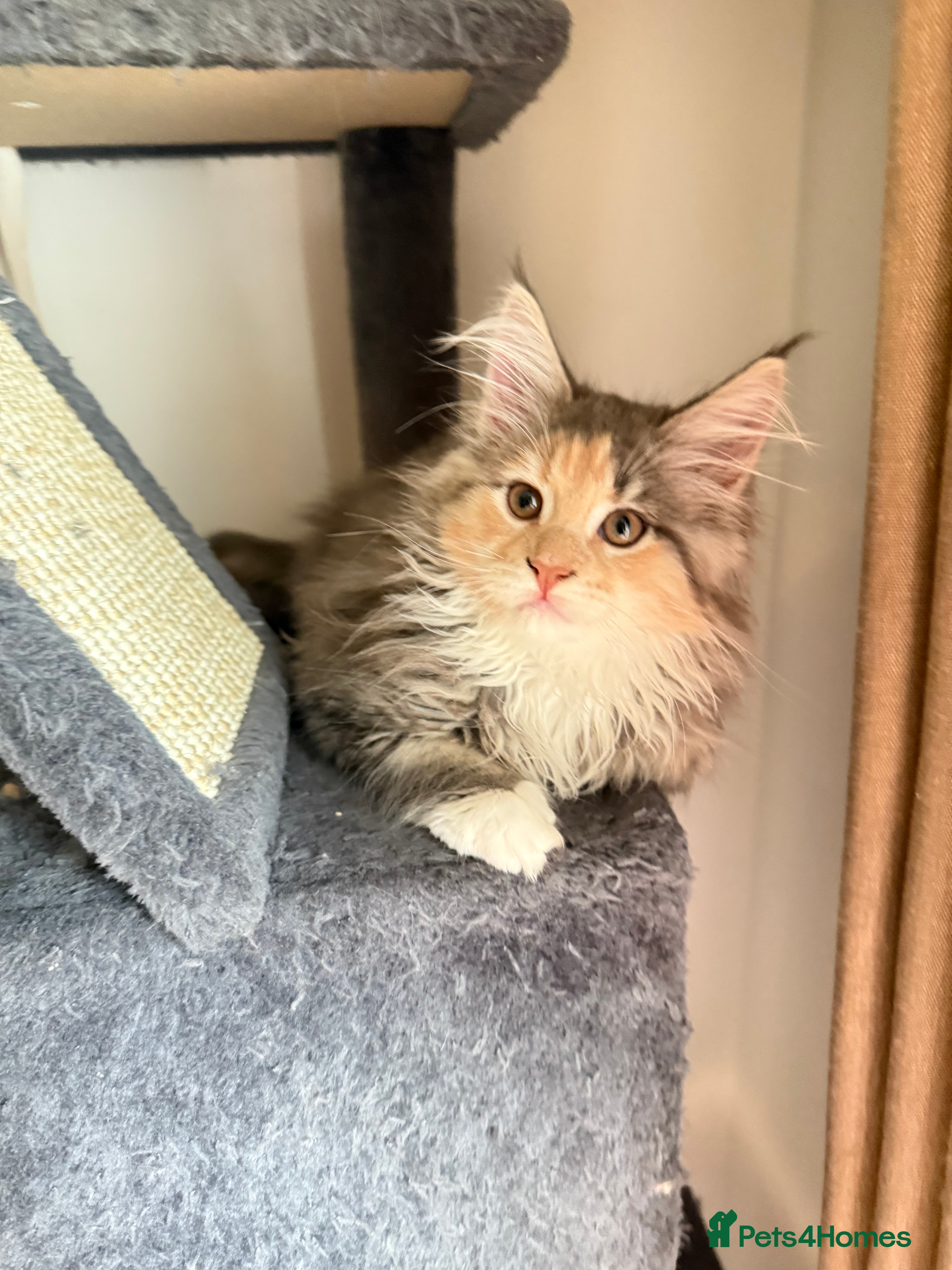 Maine Coon cats for sale: Beautiful torbie Maine Coon kittens - Advert 1