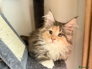 Maine Coon cats Beautiful torbie Maine Coon kittens - Advert 5