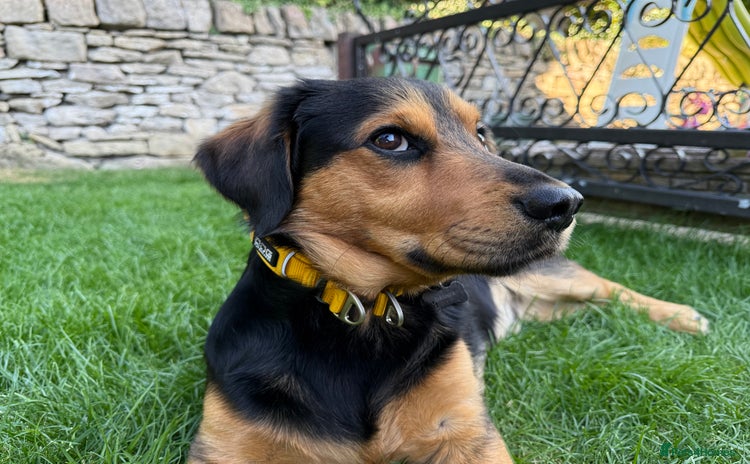Mixed Breed dogs - Advert 1