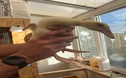 Chickens poultry for sale: Silkies - ducklings - Drakes - Advert 6