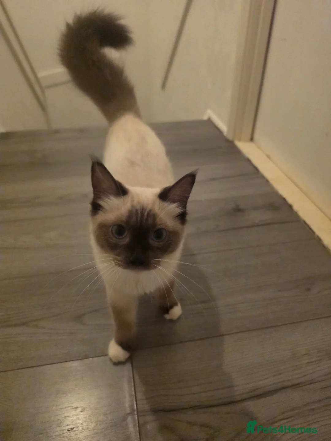 Ragdoll cats for sale: Full pedigree female Ragdoll - Advert 2