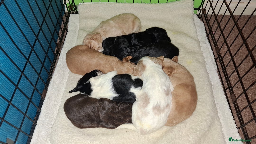 Cocker Spaniel dogs for sale: Beautiful working cocker spaniel puppies for sale - Advert 4