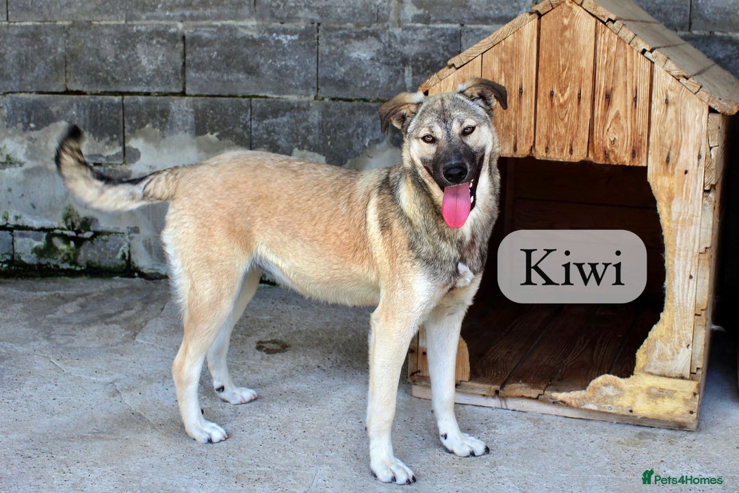 Mixed Breed dogs for adoption: Kiwi, 1 yr old. Available for adoption. - Image 2