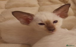 Siamese cats for sale: Two Chocolate Point Siamese Male Kittens - Image 7