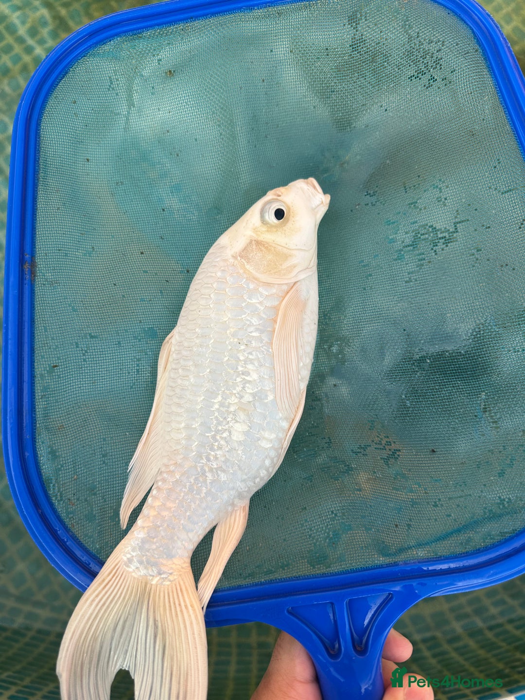 Koi Carp fish for sale: Koi fish  - Image 3