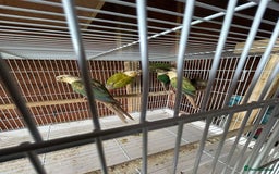 Conures birds for sale: Conures  - Image 5
