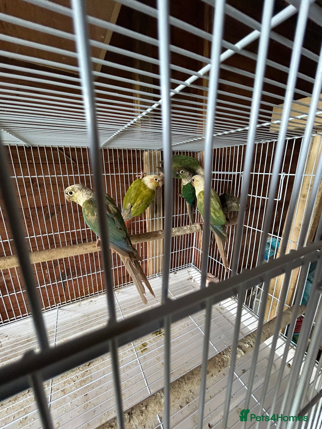 Conures birds for sale: Conures  - Image 5