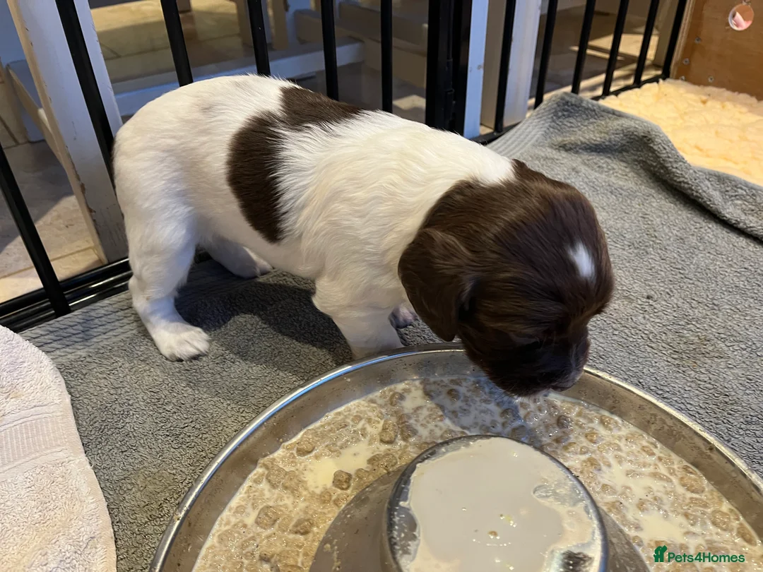 English Springer Spaniel dogs for sale: KC Reg English Springer Spaniel Puppies For Sale - Advert 6
