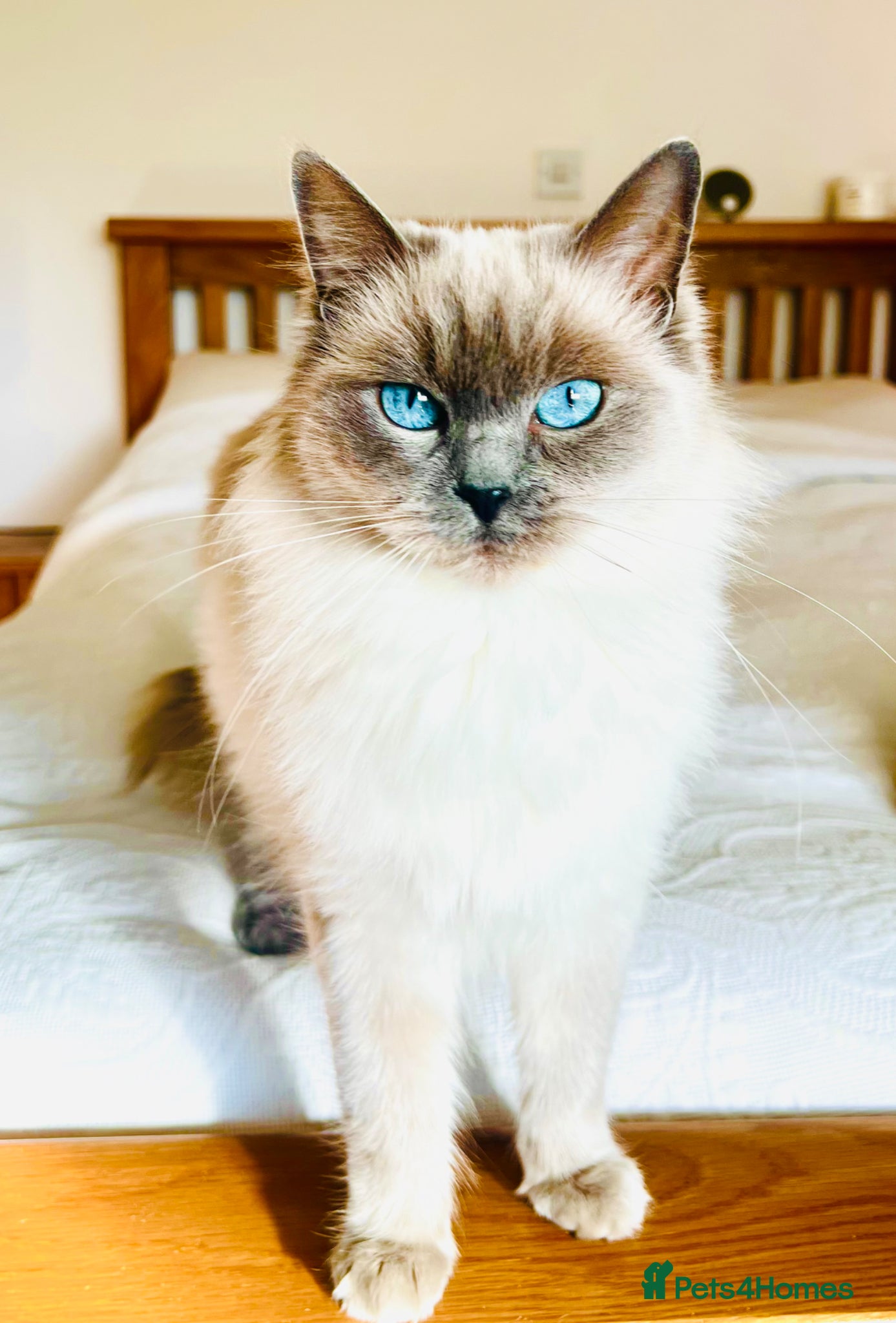 Ragdoll cats Beautiful blue pure ragdoll kittens - Advert 8