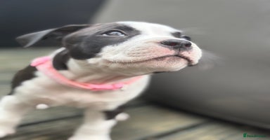 Staffordshire Bull Terrier dogs in Chatteris - Advert 13