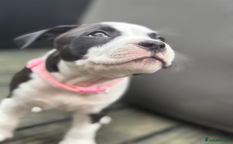Staffordshire Bull Terrier dogs in Chatteris - Advert 1