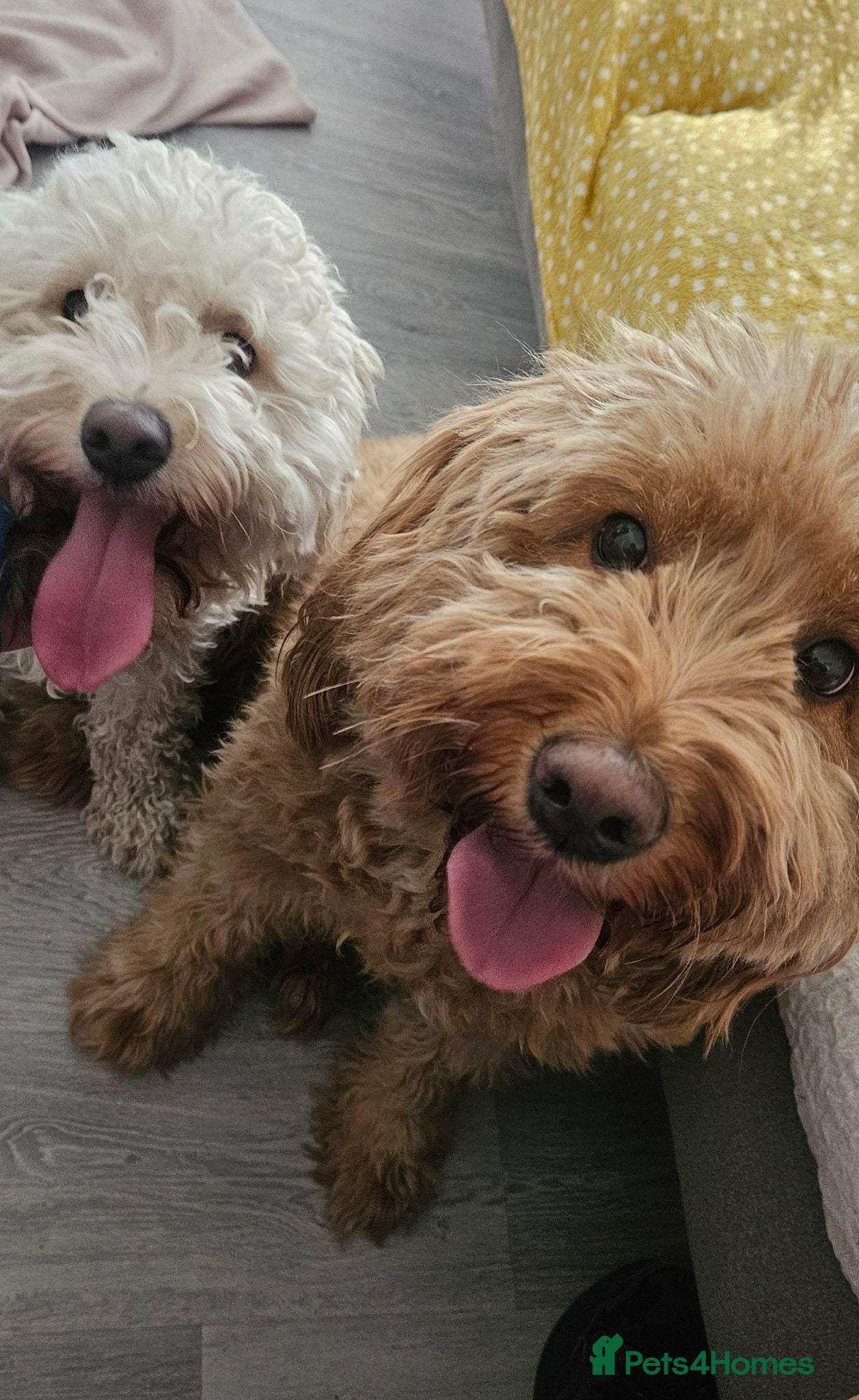Mini Goldendoodle dogs for sale: Small F1B goldendoodle boys ✨️💙 - Advert 1