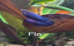 Bettas fish for sale: 6x Female Betta - Image 2