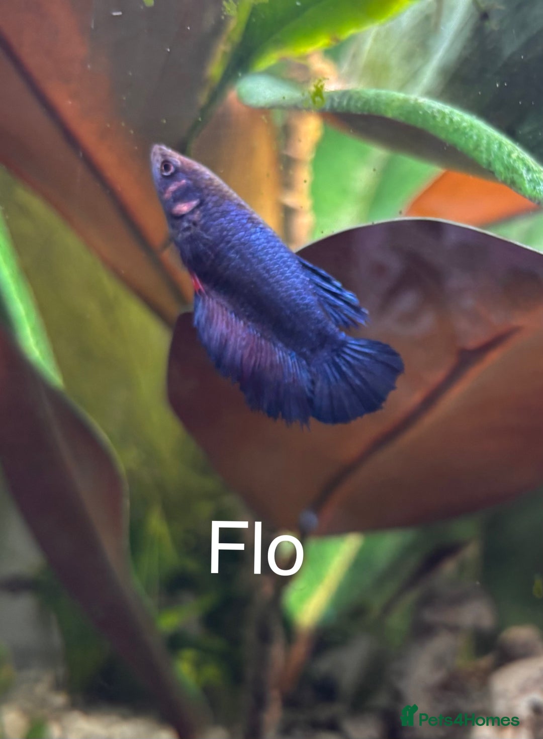 Bettas fish for sale: 6x Female Betta - Image 2