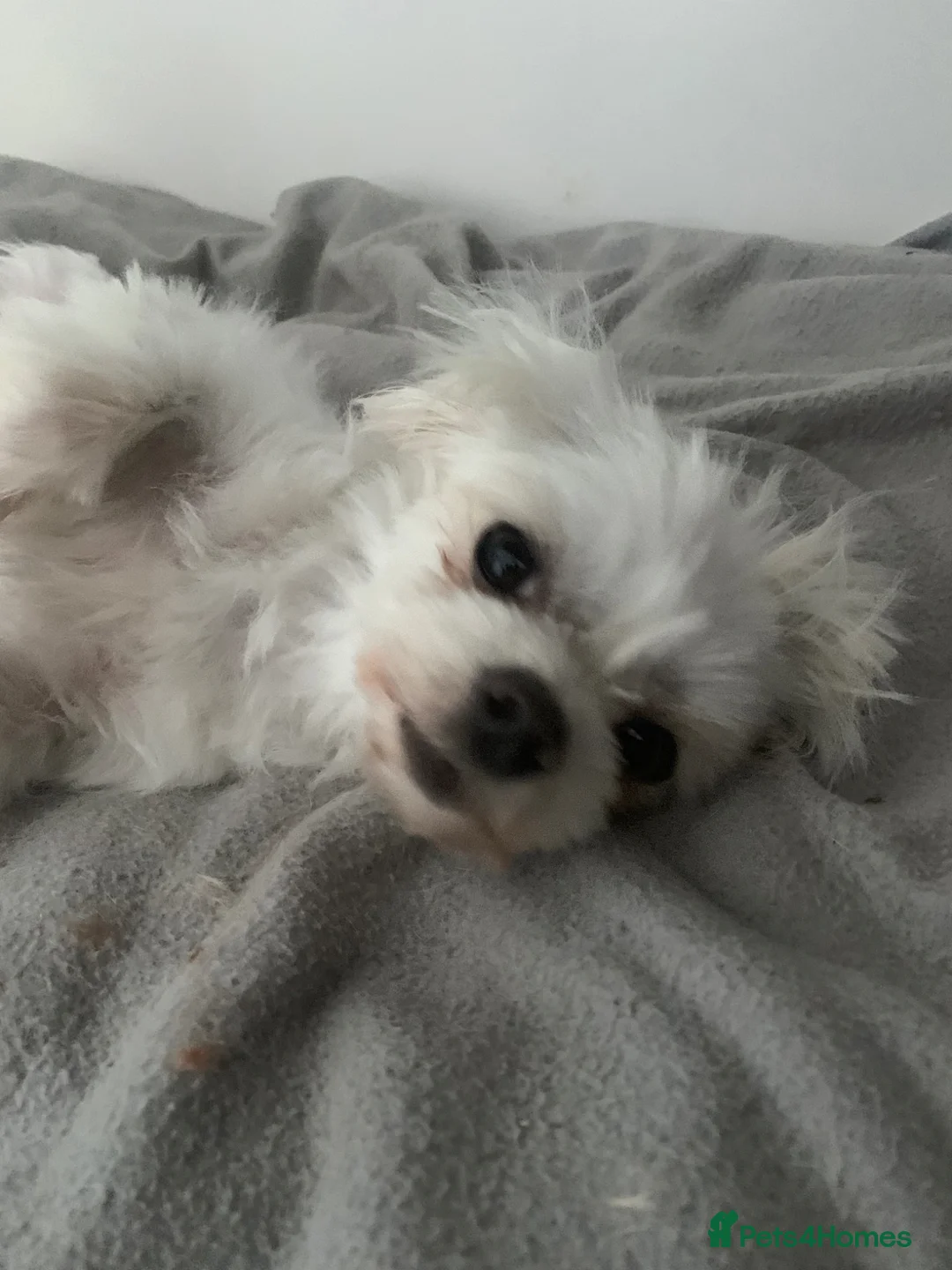 Maltese dogs for sale: 2 maltese - Advert 2